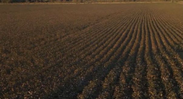 places_in_the_heart_cotton